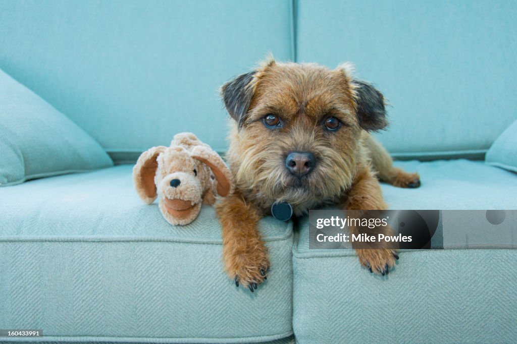 Border Terrier dog with toy, Norfolk