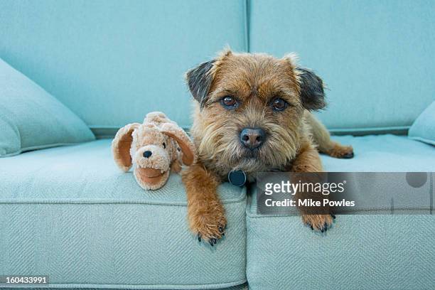 border terrier dog with toy, norfolk - couch hund stock-fotos und bilder