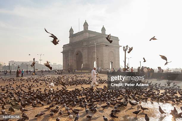 pigeons, india gate, colaba, mumbai, india - india gate photos et images de collection