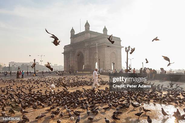 pigeons, india gate, colaba, mumbai, india - delhi stockfoto's en -beelden