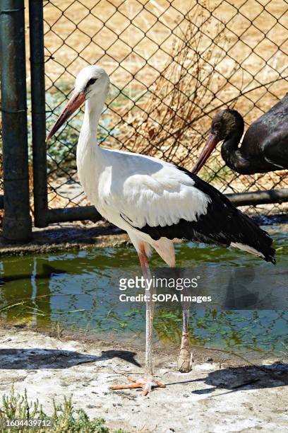 Stork seen with an amputated foot because of gangrene. The Dicle Wild Animal Rescue and Rehabilitation Center in Diyarbakir treats a large number of...