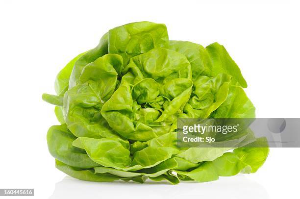 alface butterhead - butterhead lettuce - fotografias e filmes do acervo
