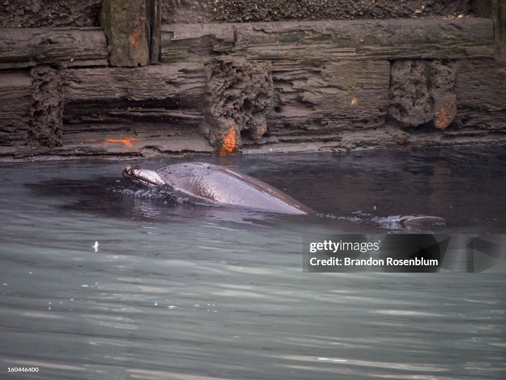 Dolphin in Gowanus Canal