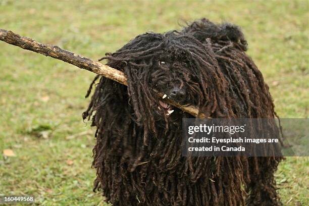 rasta a pure breed puli - puli stockfoto's en -beelden