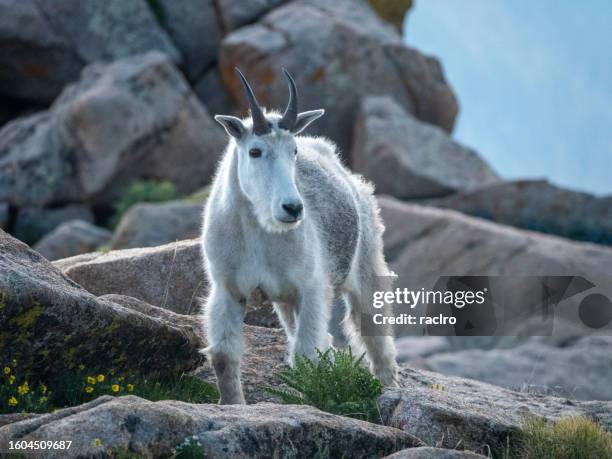 mountain goat-nahaufnahme - schneeziege stock-fotos und bilder