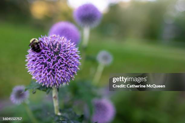oversized purple globe blossom being visited by a bumblebee - bumblebee queen stock-fotos und bilder