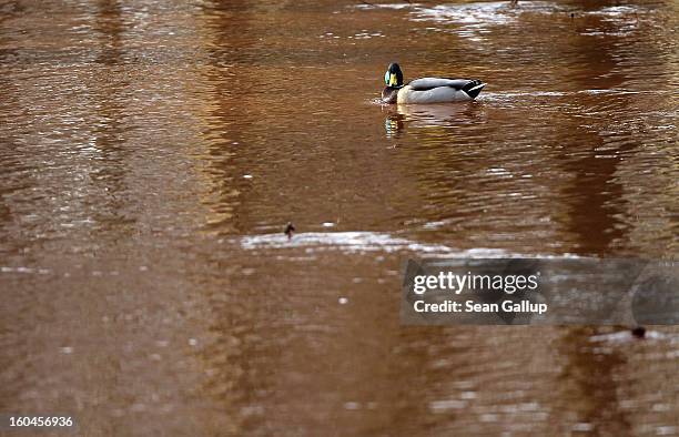 Duck swims in water rich in iron and tinted dark orange in a small Spree river on January 31, 2013 in Vetschau, Germany. Many creeks and small rivers...