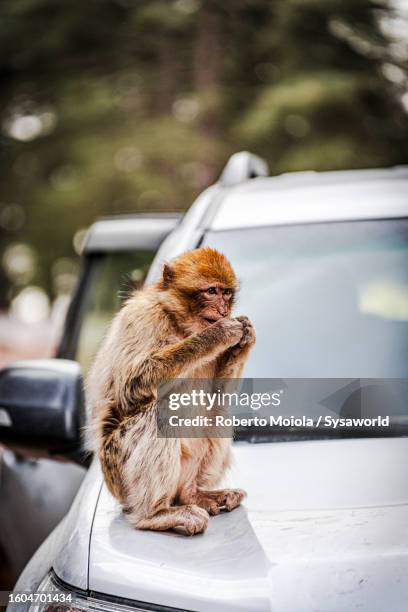 Monkey In Car Monkey In Car Photos and Premium High Res Pictures - Getty Images
