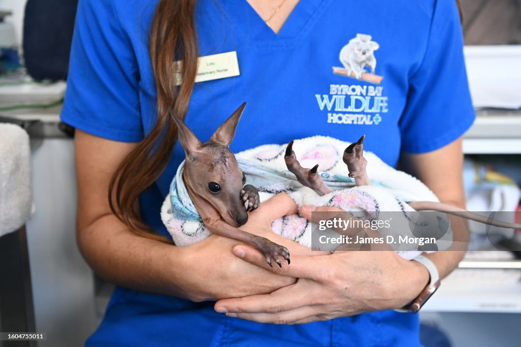 Phoenix The Red-necked Wallaby Rises To Medical Care