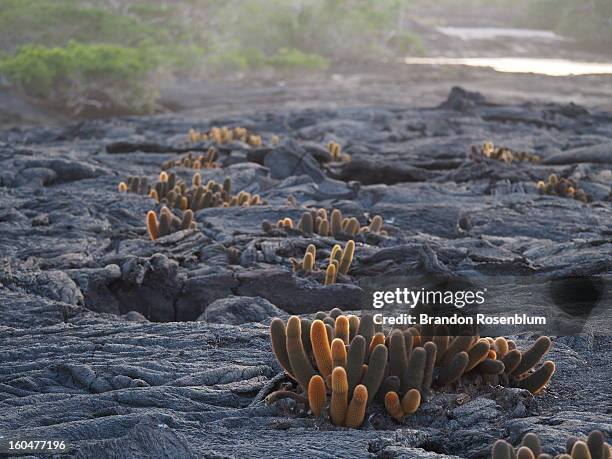 lava cactus - lava cacti brachycereus nesioticus stock pictures, royalty-free photos & images