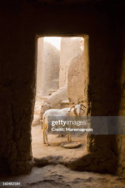 a goat near the mosque - djenné stockfoto's en -beelden