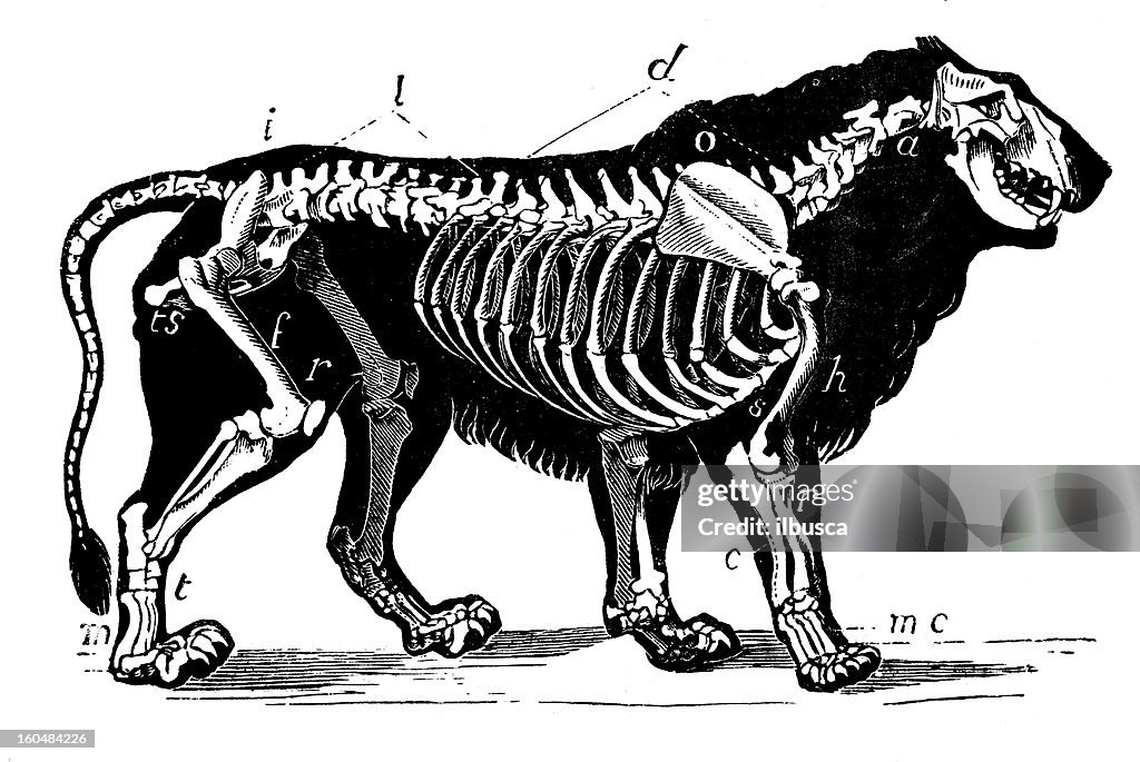 Lion skeleton