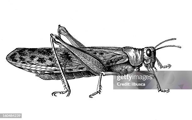 cricket - insect stock illustrations