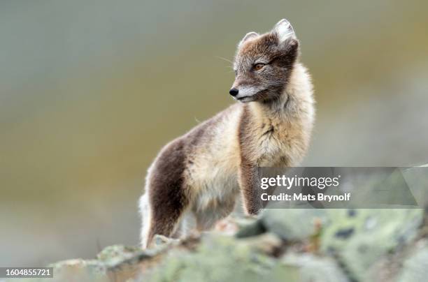 arctic fox in natural environment in svalbard - vaxjo stock pictures, royalty-free photos & images