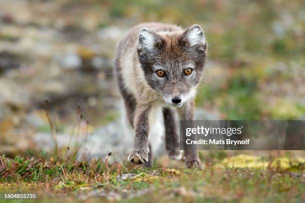 arctic fox in natural environment in svalbard - 韋克舍 個照片及圖片檔