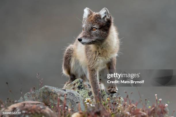 arctic fox in natural environment in svalbard - vaxjo stock pictures, royalty-free photos & images