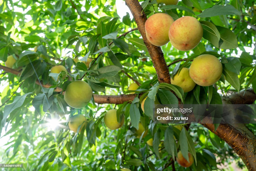 Peaches, ripe fruit on the tree