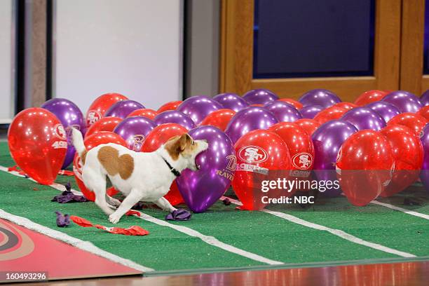 Episode 4400 -- Pictured: Anastasia the Balloon popping dog on February 1, 2013 --