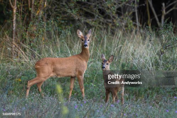 beautiful doe and fawn (capreolus capreolus) - concept does not exist 個照片及圖片檔