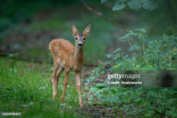 beautiful fawn (capreolus capreolus) - doe foot stock pictures, royalty-free photos & images