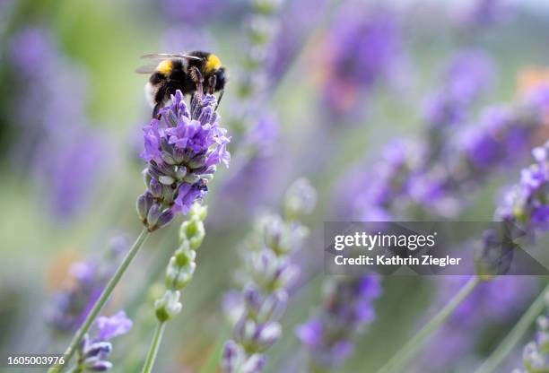 close-up of bumblebee on lavender flower - symbiotic relationship stock pictures, royalty-free photos & images