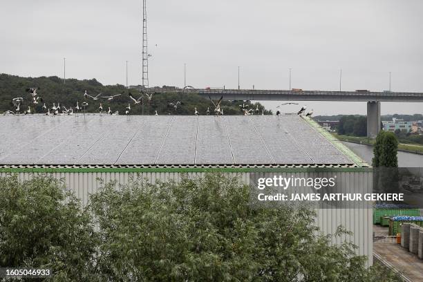 Illustration picture shows storks gathering on the roof of a warehouse, near the 'Viaduct van Vilvoorde - Viaduc de Vilvorde - Vilvoorde fly-over',...