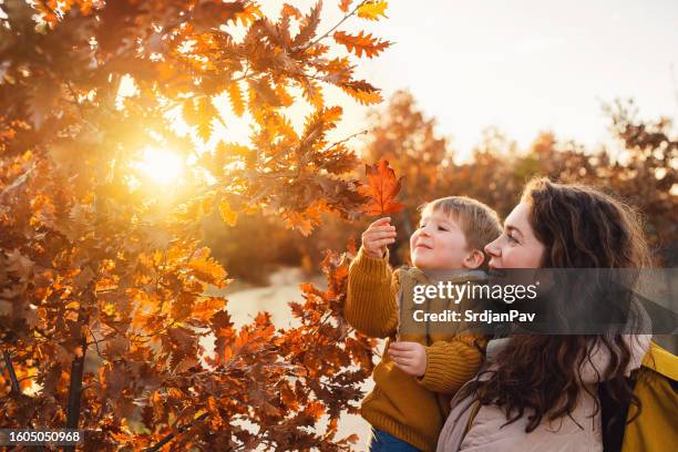 mother and son enjoying a carefree autumn day in nature - young leafs stockfoto's en -beelden