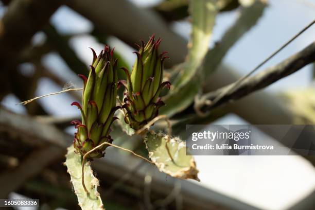 Unic Tree Unic Photos and Premium High Res Pictures - Getty Images
