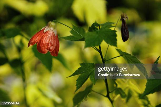 gorgeous red abutilon, also known as velvetleaf, room maple and flowering maple, growing in botanical garden. - flowering maple tree stock pictures, royalty-free photos & images