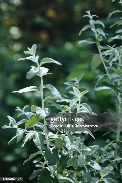 shiny silverberry (elaeagnus commutata, wolf-willow) with silvery scales on both sides of leaves, growing in botanical garden and glowing on sunshine. - elaeagnus stock pictures, royalty-free photos & images