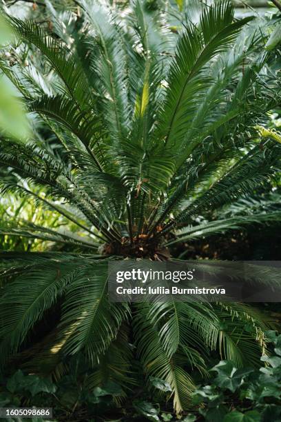 Sycas Tree Cycad Plant Cycas Revoluta Photos and Premium High Res Pictures - Getty ...