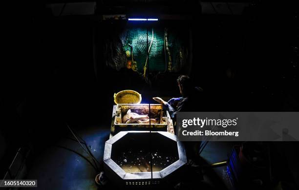Fisherman cleans the fish from his catch aboard fishing boat 'About Time' while trawling in the English Channel near Newhaven UK, on Wednesday,...