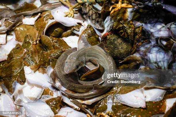 Dover sole fish and plaice fish, together with others, aboard the fishing boat 'About Time' while trawling in the English Channel near Newhaven UK,...