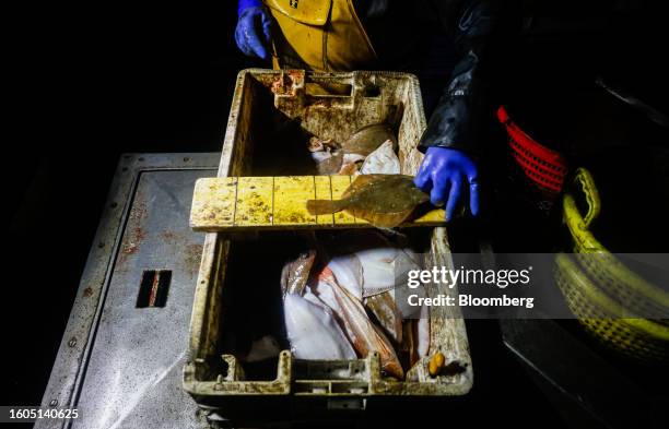 Fisherman cleans the fish from his catch aboard fishing boat 'About Time' while trawling in the English Channel near Newhaven UK, on Wednesday,...