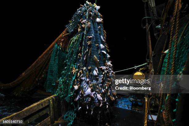 Net full of fish aboard the fishing boat 'About Time' while trawling in the English Channel from the Port of Newhaven, on Wednesday, Aug.16, 2023....