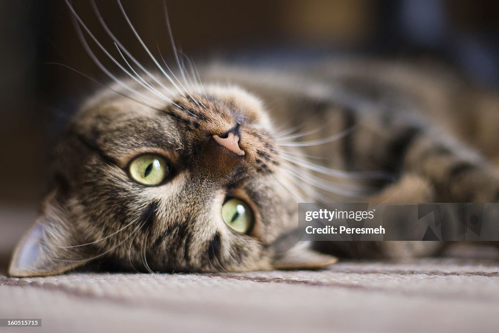 遊び心のある kitty Cat