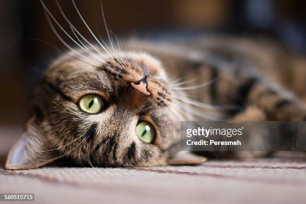 playful kitty cat - animal body part stock pictures, royalty-free photos & images