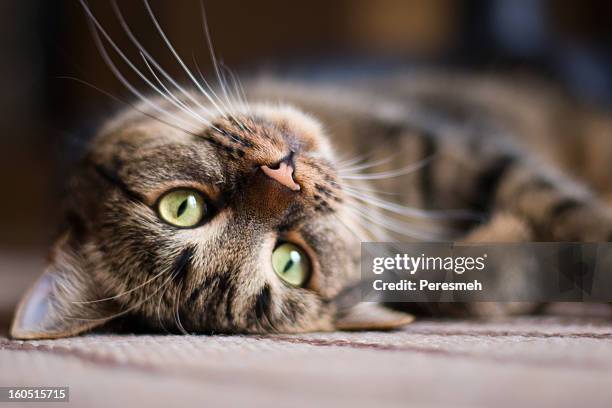 playful kitty cat - adorable stock pictures, royalty-free photos & images