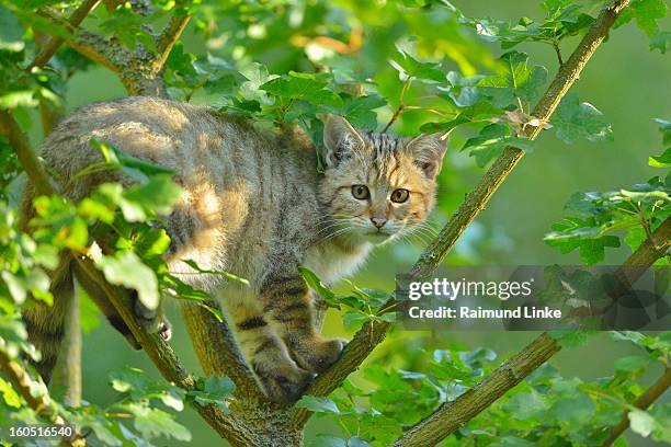 wildcat felis silvestris - wildcats stock pictures, royalty-free photos & images