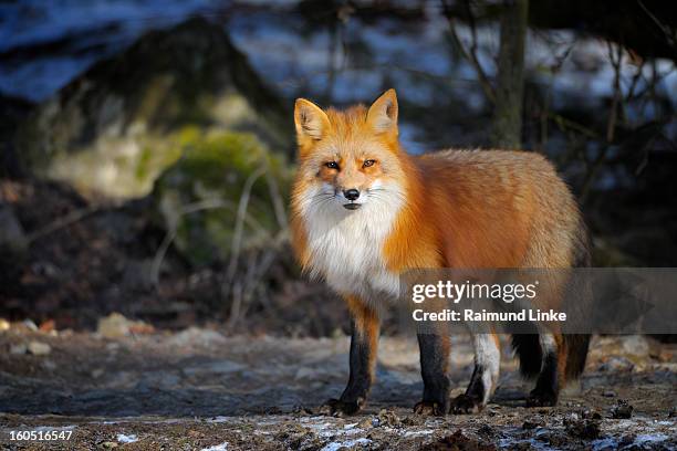 red fox, vulpes vulpes - fox foto e immagini stock