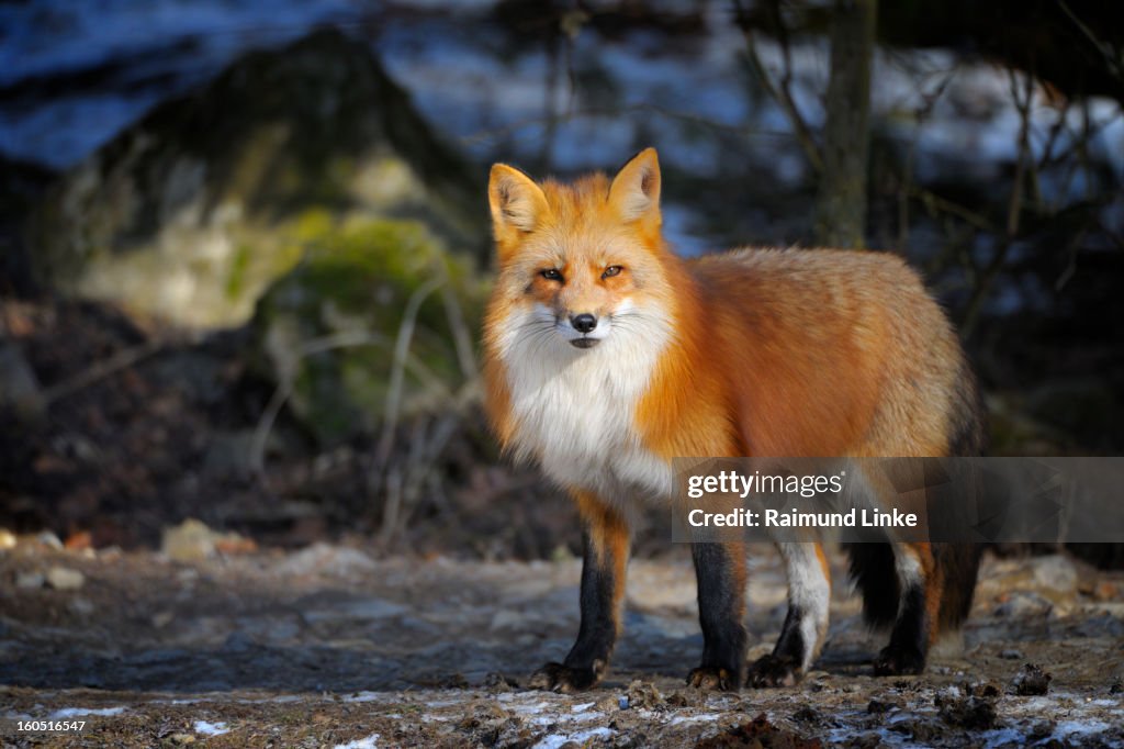 Red Fox, Vulpes vulpes