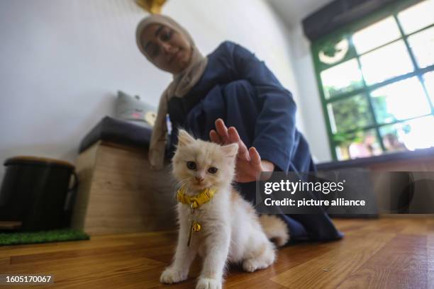 August 2023, Palestinian Territories, Gaza City: A Palestinian woman plays with a kitten at the first cat cafe 'Meow Cat Cafe' in Gaza City. Meow Cat...