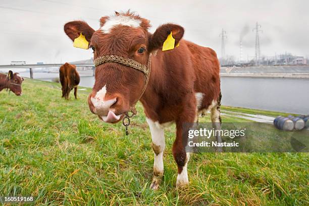 Hungry Ruminants 622 Hungry Cow Stock Photos, High-Res Pictures, and Images - Getty Images