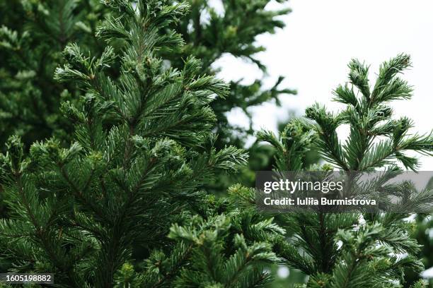 wonderful branches of fir adorned with needle-like leaves growing among blooming nature in botanical garden. - pinetree garden seeds stock pictures, royalty-free photos & images