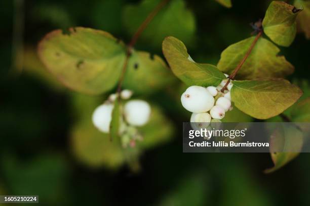 close up of white berries of symphoricarpos albus (snowberry) growing in small clusters along stems of deciduous shrub, cultivating in garden. - symphoricarpos stock pictures, royalty-free photos & images