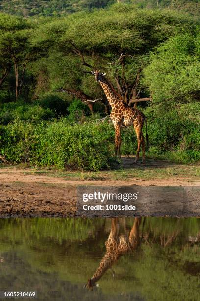 giraffes in wildlife. - pothole stock pictures, royalty-free photos & images