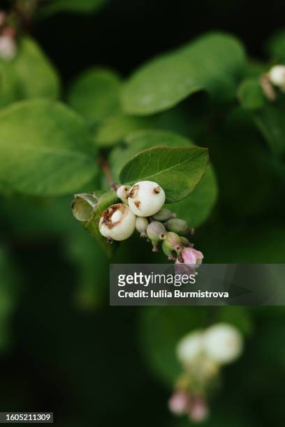 close up of symphoricarpos albus, also known as snowberry, growing in botanical garden and producing white berries ripining on branch. - symphoricarpos stock pictures, royalty-free photos & images