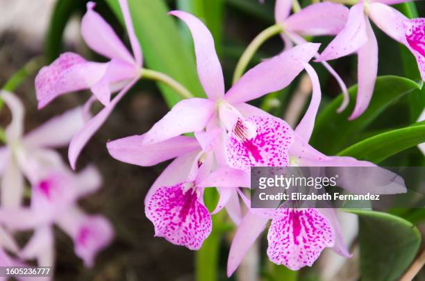 brassocattleya orchids - fuchsia orchids stock pictures, royalty-free photos & images