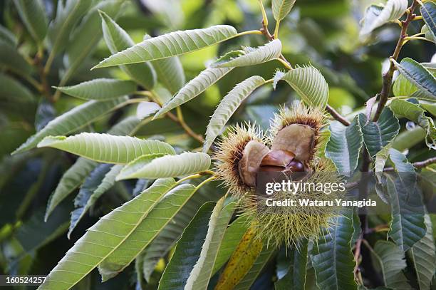 chestnuts on branch - kastanie laubbaum stock-fotos und bilder