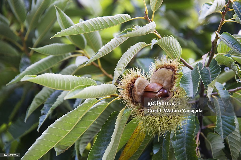 Chestnuts on branch